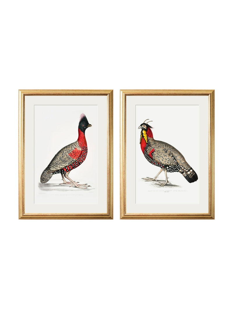 Quality Glass Fronted Framed Print, c.1800's Black Headed Pheasants Framed Wall Art PictureVintage Frog T/AFramed Print