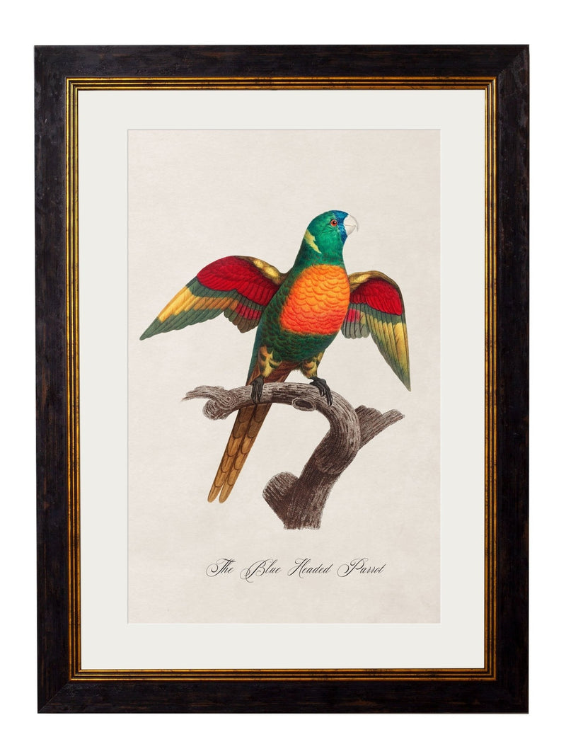 Quality Glass Fronted Framed Print, C.1800's Collection of Parrots Framed Wall Art PictureVintage Frog T/AFramed Print