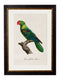Quality Glass Fronted Framed Print, C.1800's Collection of Parrots Framed Wall Art PictureVintage Frog T/AFramed Print