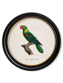 Quality Glass Fronted Framed Print, C.1800's Collection of Parrots in Round Frames 1 Framed Wall Art PictureVintage Frog T/AFramed Print