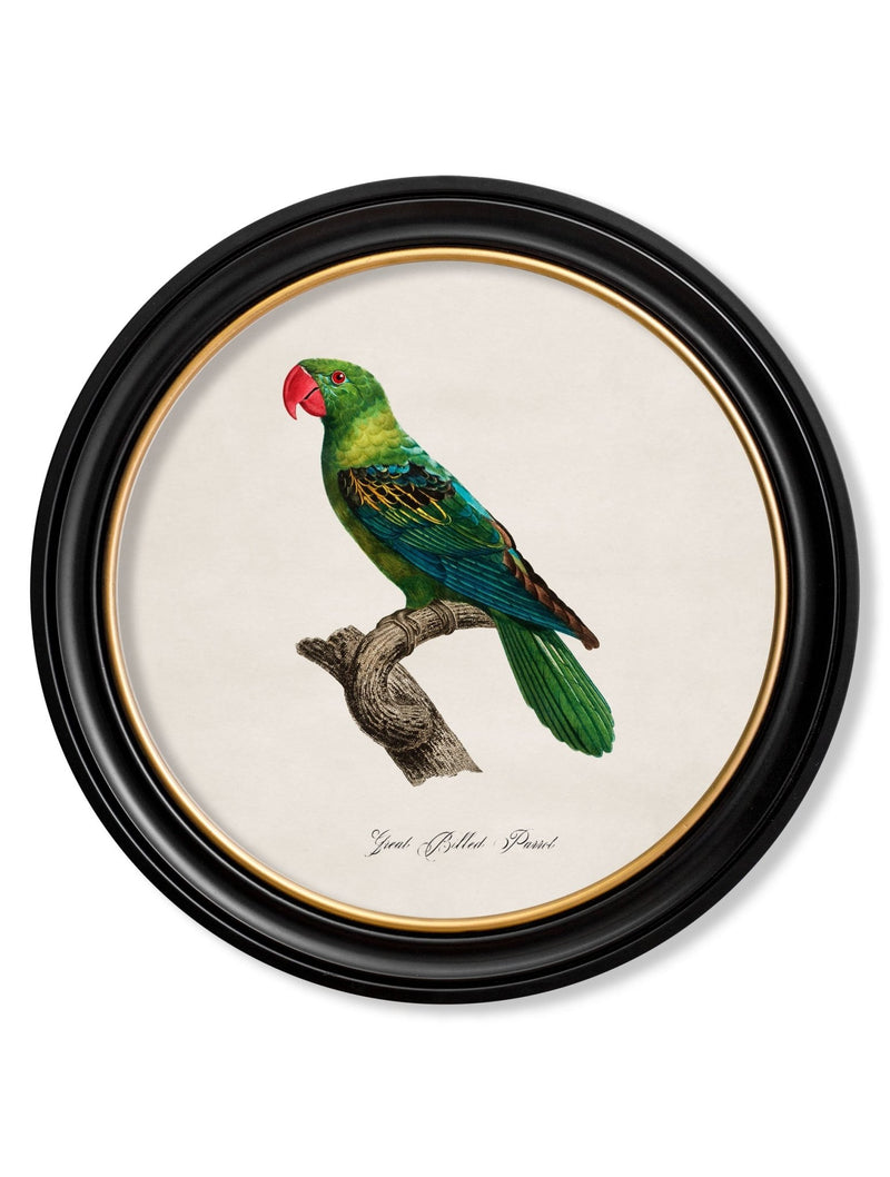 Quality Glass Fronted Framed Print, C.1800's Collection of Parrots in Round Frames 1 Framed Wall Art PictureVintage Frog T/AFramed Print