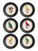 Quality Glass Fronted Framed Print, C.1800's Collection of Parrots in Round Frames 2 Framed Wall Art PictureVintage Frog T/AFramed Print