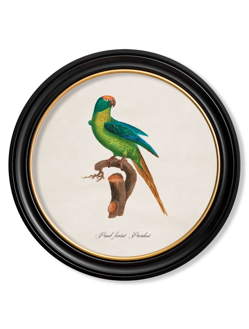 Quality Glass Fronted Framed Print, C.1800's Collection of Parrots in Round Frames 2 Framed Wall Art PictureVintage Frog T/AFramed Print