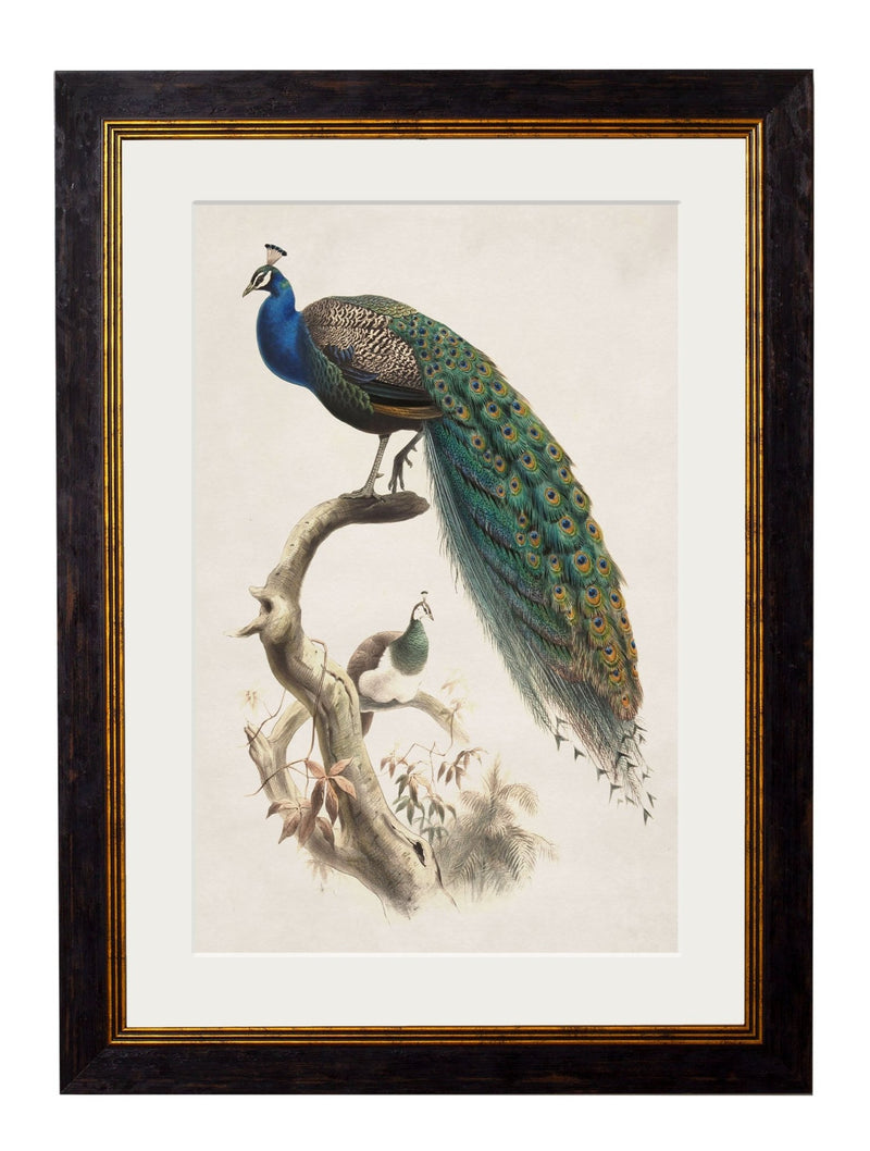 Quality Glass Fronted Framed Print, c.1800's Indian Blue Peacock Framed Wall Art PictureVintage Frog T/AFramed Print