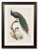 Quality Glass Fronted Framed Print, c.1800's Indian Blue Peacock Framed Wall Art PictureVintage Frog T/AFramed Print