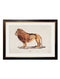 Quality Glass Fronted Framed Print, c.1800s Lion and Lioness Framed Wall Art PictureVintage Frog T/AFramed Print