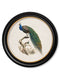 Quality Glass Fronted Framed Print, c.1800s Peacock in Round Frame Framed Wall Art PictureVintage Frog T/AFramed Print