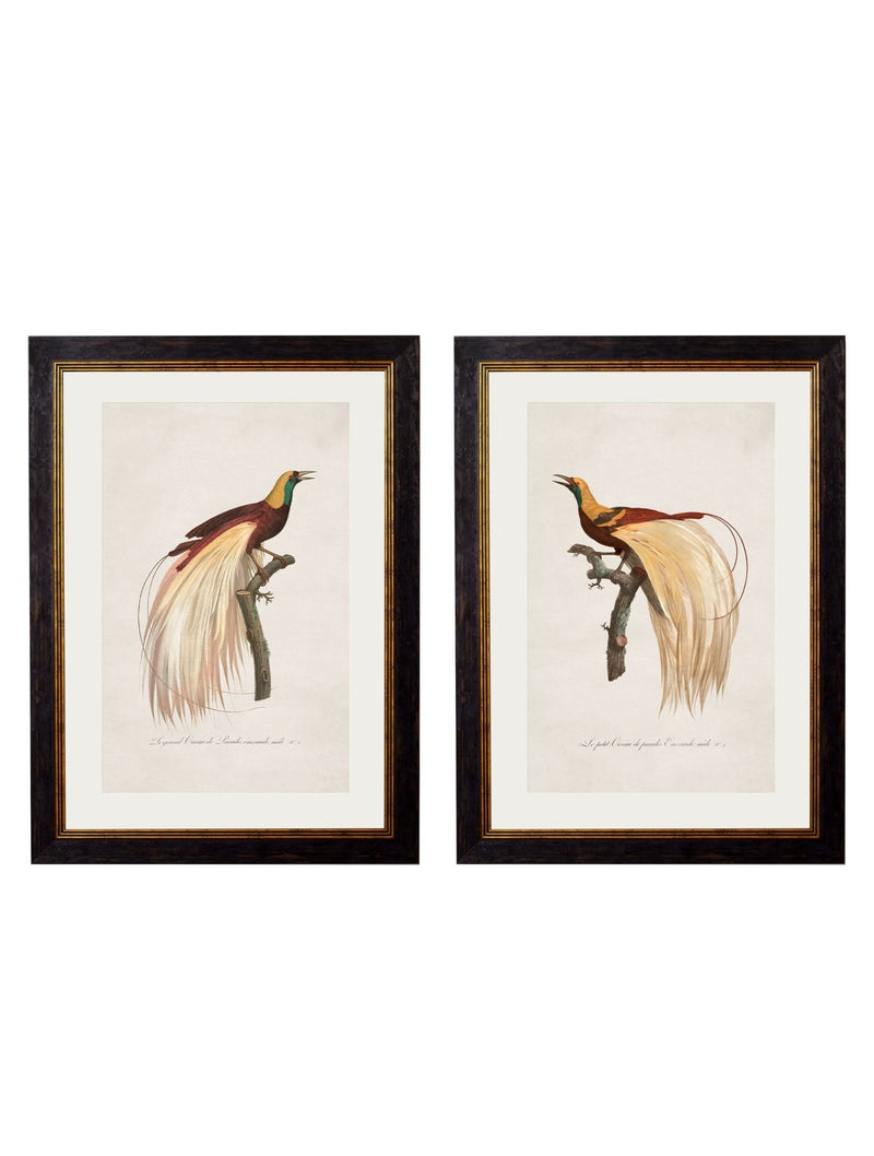 Quality Glass Fronted Framed Print, c.1809 Birds of Paradise Framed Wall Art PictureVintage Frog T/AFramed Print