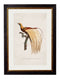 Quality Glass Fronted Framed Print, c.1809 Birds of Paradise Framed Wall Art PictureVintage Frog T/AFramed Print