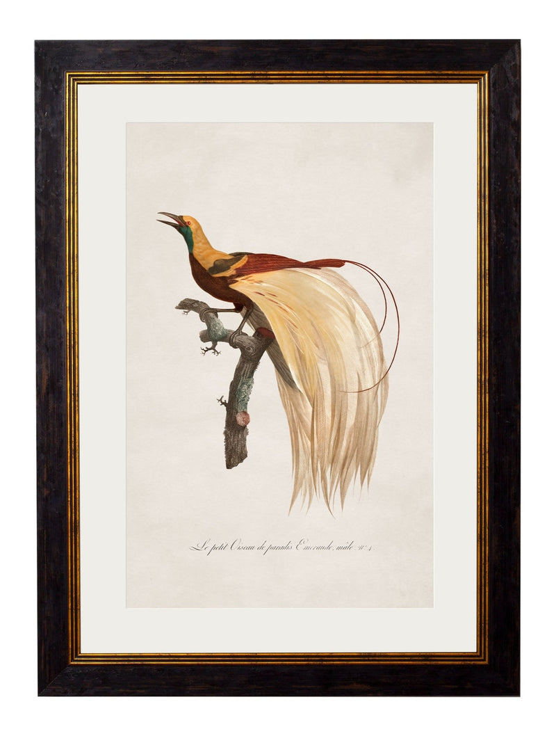 Quality Glass Fronted Framed Print, c.1809 Birds of Paradise Framed Wall Art PictureVintage Frog T/AFramed Print