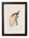 Quality Glass Fronted Framed Print, c.1809 Birds of Paradise Framed Wall Art PictureVintage Frog T/AFramed Print