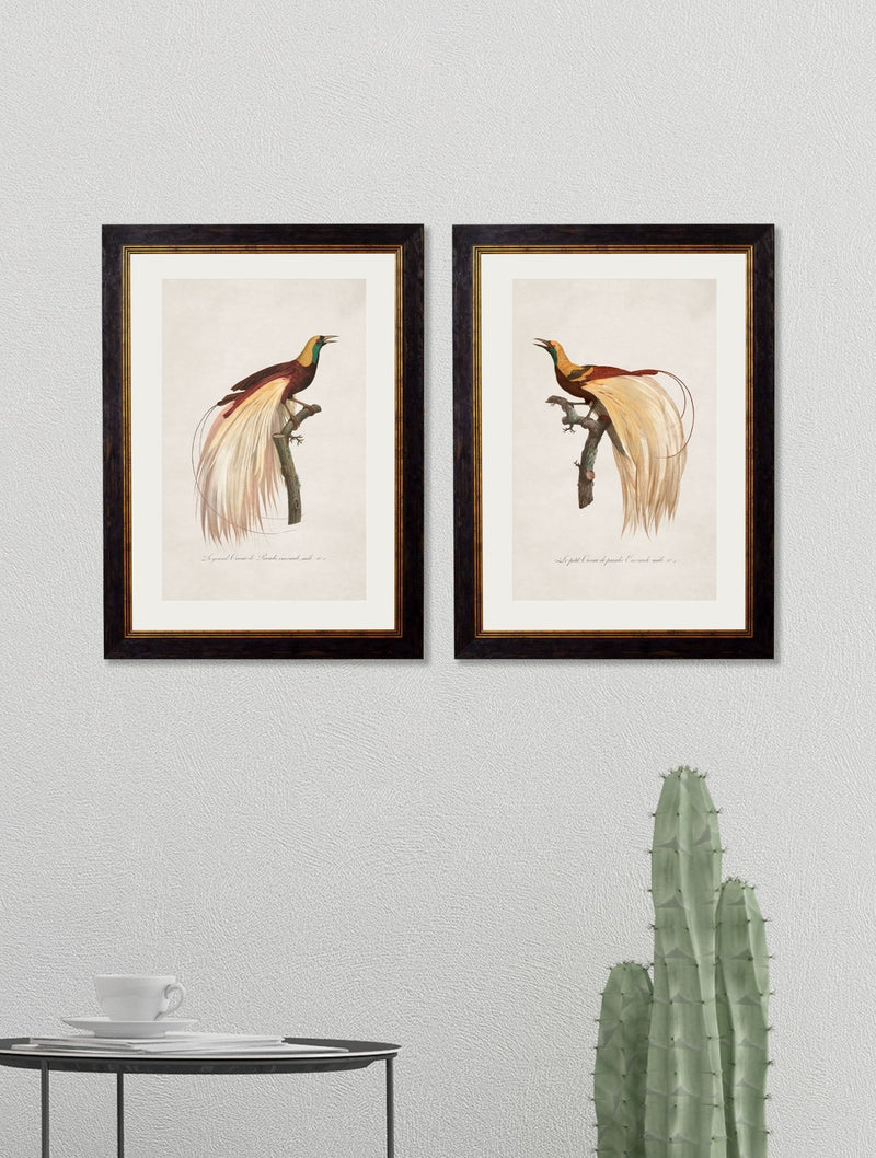 Quality Glass Fronted Framed Print, c.1809 Birds of Paradise Framed Wall Art PictureVintage Frog T/AFramed Print