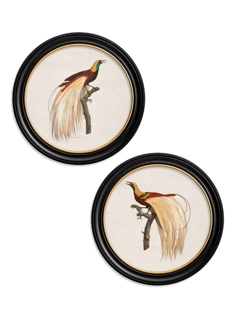 Quality Glass Fronted Framed Print, c.1809 Birds of Paradise - Round Frames Framed Wall Art PictureVintage Frog T/AFramed Print