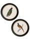 Quality Glass Fronted Framed Print, c.1809 British Birds in Round Frames Framed Wall Art PictureVintage Frog T/AFramed Print