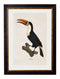 Quality Glass Fronted Framed Print, c.1809 Toucans Framed Wall Art PictureVintage Frog T/AFramed Print