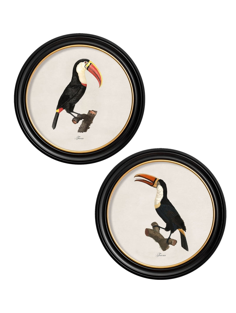 Quality Glass Fronted Framed Print, c.1809 Toucans - Round Frame Framed Wall Art PictureVintage Frog T/AFramed Print