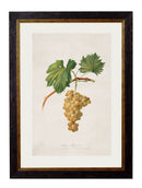 Quality Glass Fronted Framed Print, c.1817 Collection of Botanical Grapes Framed Wall Art PictureVintage Frog T/AFramed Print
