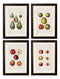 Quality Glass Fronted Framed Print, c.1819 Study of British Fruit Framed Wall Art PictureVintage Frog T/AFramed Print