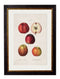 Quality Glass Fronted Framed Print, c.1819 Study of British Fruit Framed Wall Art PictureVintage Frog T/AFramed Print