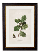 Quality Glass Fronted Framed Print, c.1819 Study of British Leaves and Pinecones Framed Wall Art PictureVintage Frog T/AFramed Print