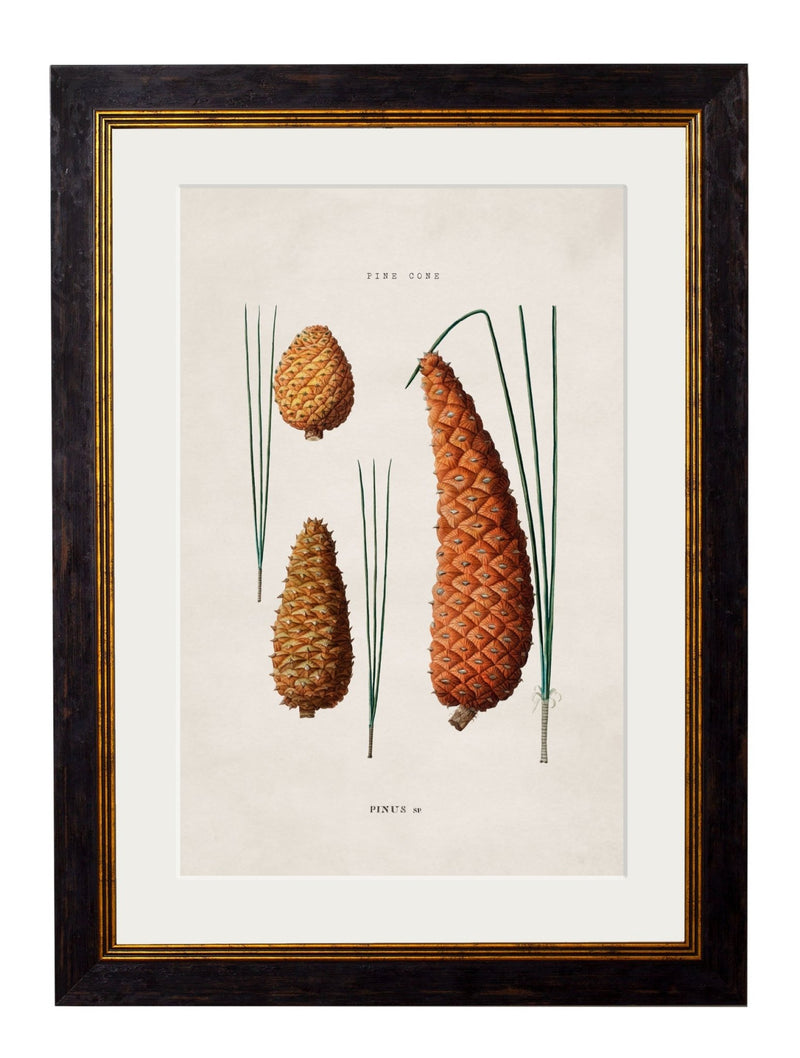 Quality Glass Fronted Framed Print, c.1819 Study of British Leaves and Pinecones Framed Wall Art PictureVintage Frog T/AFramed Print