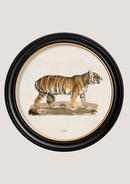 Quality Glass Fronted Framed Print, c.1824 Tiger - Round Frame Framed Wall Art PictureVintage Frog T/AFramed Print