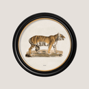 Quality Glass Fronted Framed Print, c.1824 Tiger - Round Frame Framed Wall Art PictureVintage Frog T/AFramed Print