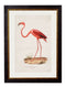 Quality Glass Fronted Framed Print, c.1830 Flamingo Framed Wall Art PictureVintage Frog T/AFramed Print