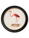 Quality Glass Fronted Framed Print, c.1830 Flamingo - Round Frame Framed Wall Art PictureVintage Frog T/AFramed Print