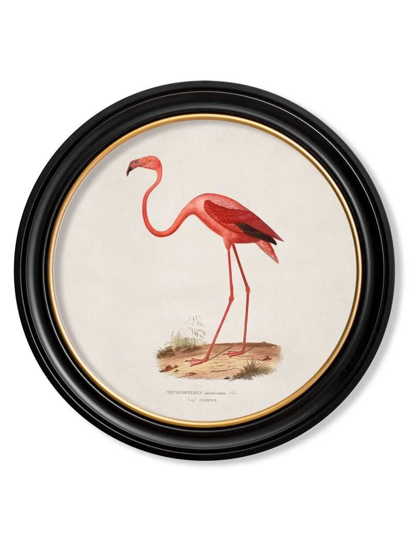 Quality Glass Fronted Framed Print, c.1830 Flamingo - Round Frame Framed Wall Art PictureVintage Frog T/AFramed Print