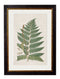 Quality Glass Fronted Framed Print, c.1831 Collection of Ferns Framed Wall Art PictureVintage Frog T/AFramed Print
