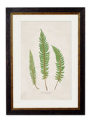 Quality Glass Fronted Framed Print, c.1831 Collection of Ferns Framed Wall Art PictureVintage Frog T/AFramed Print