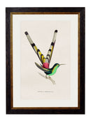 Quality Glass Fronted Framed Print, c.1833 Hummingbirds Framed Wall Art PictureVintage Frog T/AFramed Print