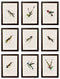 Quality Glass Fronted Framed Print, c.1833 Hummingbirds Framed Wall Art PictureVintage Frog T/AFramed Print