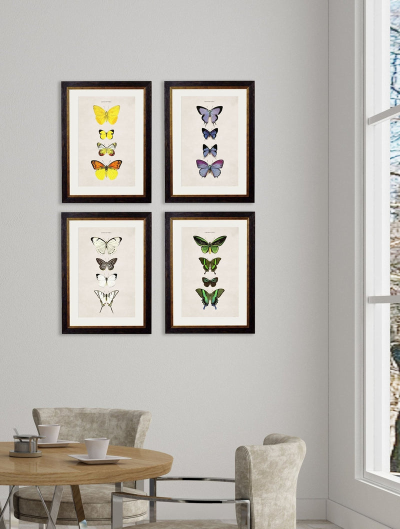 Quality Glass Fronted Framed Print, c.1835 Butterflies Framed Wall Art PictureVintage Frog T/AFramed Print