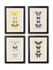 Quality Glass Fronted Framed Print, c.1835 Butterflies Framed Wall Art PictureVintage Frog T/AFramed Print