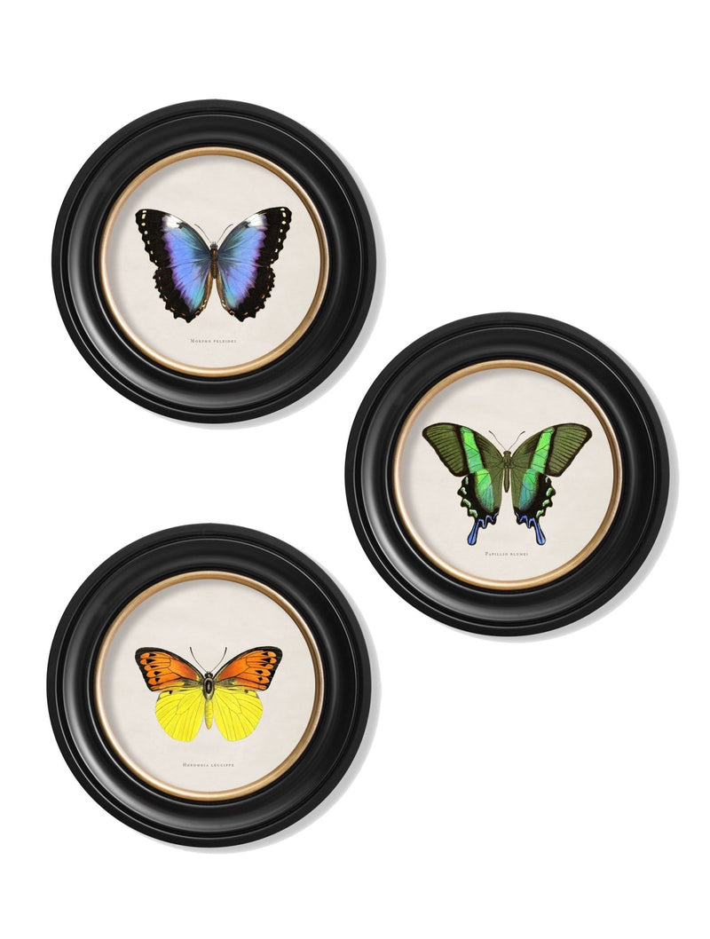 Quality Glass Fronted Framed Print, c.1835 Tropical Butterflies - Round Frames Framed Wall Art PictureVintage Frog T/AFramed Print