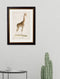 Quality Glass Fronted Framed Print, c.1836 Giraffe Framed Wall Art PictureVintage Frog T/AFramed Print