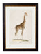 Quality Glass Fronted Framed Print, c.1836 Giraffe Framed Wall Art PictureVintage Frog T/AFramed Print
