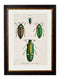 Quality Glass Fronted Framed Print, c.1836 Studies of Beetles Framed Wall Art PictureVintage Frog T/AFramed Print