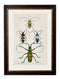 Quality Glass Fronted Framed Print, c.1836 Studies of Beetles Framed Wall Art PictureVintage Frog T/AFramed Print