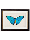 Quality Glass Fronted Framed Print, c.1836 Tropical Butterflies Framed Wall Art PictureVintage Frog T/AFramed Print