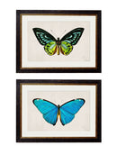 Quality Glass Fronted Framed Print, c.1836 Tropical Butterflies Framed Wall Art PictureVintage Frog T/AFramed Print