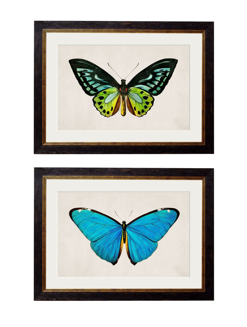 Quality Glass Fronted Framed Print, c.1836 Tropical Butterflies Framed Wall Art PictureVintage Frog T/AFramed Print