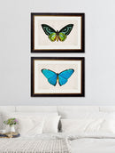 Quality Glass Fronted Framed Print, c.1836 Tropical Butterflies Framed Wall Art PictureVintage Frog T/AFramed Print