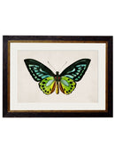 Quality Glass Fronted Framed Print, c.1836 Tropical Butterflies Framed Wall Art PictureVintage Frog T/AFramed Print