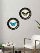 Quality Glass Fronted Framed Print, c.1836 Tropical Butterflies - Round Frames Framed Wall Art PictureVintage Frog T/AFramed Print