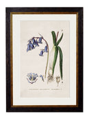 Quality Glass Fronted Framed Print, c.1837 British Flowering Plants Framed Wall Art PictureVintage Frog T/AFramed Print