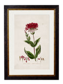 Quality Glass Fronted Framed Print, c.1837 British Flowering Plants Framed Wall Art PictureVintage Frog T/AFramed Print