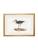 Quality Glass Fronted Framed Print, c.1837's British Coastal Birds Framed Wall Art PictureVintage Frog T/AFramed Print
